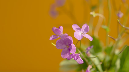 Flower composition pink flowers. A delicate bouquet of pink flowers on a orange pastel background. The concept of congratulations, romance. A postcard for Valentine's Day, Mother's Day. Mockup, Bannerの写真素材