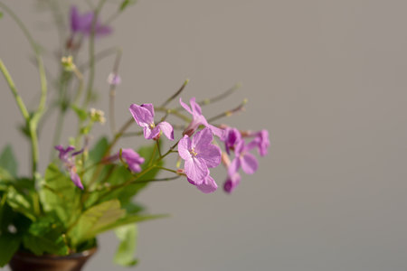 Flower composition pink flowers. A delicate bouquet of pink flowers on a gray pastel background. The concept of congratulations, romance. A postcard for Valentine's Day, Mother's Day. Mockup, Bannerの写真素材
