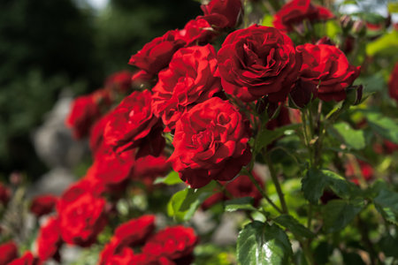 Red roses garden. Beautiful red-maroon flowers grow in the park. Warm sunlight. The concept of summer time, flowering and fragrance. Growing flowers in an ornamental garden, plot. Summer backgroundの写真素材