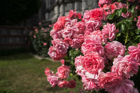 Pink roses garden. Beautiful soft pink flowers grow in the park. Warm sunlight. The concept of summer time, flowering and fragrance. Growing flowers in an ornamental garden, plot. Summer backgroundの写真素材