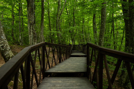 Forest stairs walk. A green dense summer forest without people. A journey to an unknown place. The concept of adventure, exploration. Wooden staircase for nature walks. A fabulous place. summer timeの写真素材