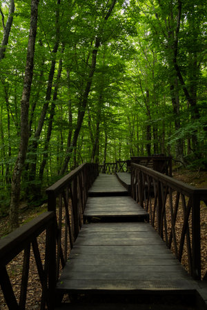 Forest stairs walk. A green dense summer forest without people. A journey to an unknown place. The concept of adventure, exploration. Wooden staircase for nature walks. A fabulous place. summer timeの写真素材