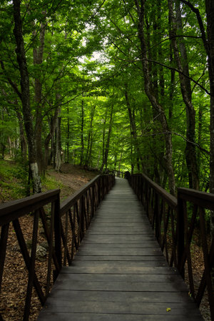 Forest stairs walk. A green dense summer forest without people. A journey to an unknown place. The concept of adventure, exploration. Wooden staircase for nature walks. A fabulous place. summer timeの写真素材