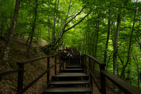 Forest stairs walk. A green dense summer forest without people. A journey to an unknown place. The concept of adventure, exploration. Wooden staircase for nature walks. A fabulous place. summer timeの写真素材