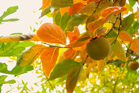 Ripe persimmon on a tree. Bright orange fruits on a tree branch. Autumn harvest. beautiful natural background. Persimmon is a source of vitamins and energy. Autumn fruits ripened in the gardenの写真素材