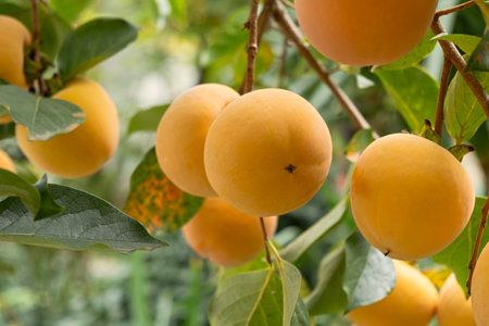 Ripe persimmon on a tree. Bright orange fruits on a tree branch. Autumn harvest. beautiful natural background. Persimmon is a source of vitamins and energy. Autumn fruits ripened in the gardenの写真素材