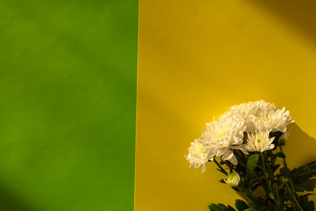 White chrysanthemums yellow background flat lay. Background of autumn flowers in bright sunlight. Soft focus, top view copy space flower composition. Natural autumn background. Mother's Day Conceptの写真素材