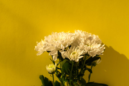 White chrysanthemums yellow background flat lay. Background of autumn flowers in bright sunlight. Soft focus, top view copy space flower composition. Natural autumn background. Mother's Day Conceptの写真素材