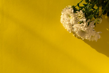 White chrysanthemums yellow background flat lay. Background of autumn flowers in bright sunlight. Soft focus, top view copy space flower composition. Natural autumn background. Mother's Day Conceptの写真素材