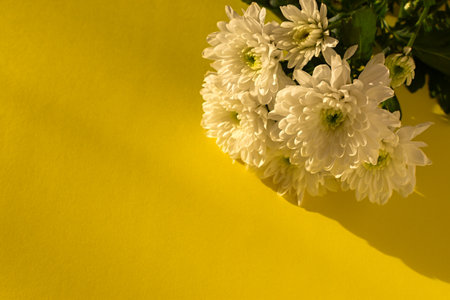 White chrysanthemums yellow background flat lay. Background of autumn flowers in bright sunlight. Soft focus, top view copy space flower composition. Natural autumn background. Mother's Day Conceptの写真素材