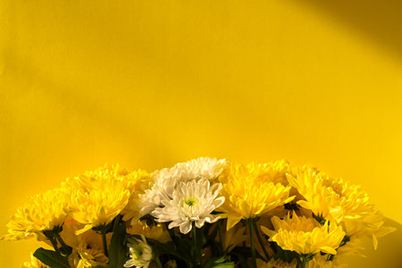 Yellow and white chrysanthemums bloom flat lay. Background of autumn flowers in bright sunlight. Soft focus, top view copy space flower composition. Natural autumn background. Mother's Day Conceptの写真素材