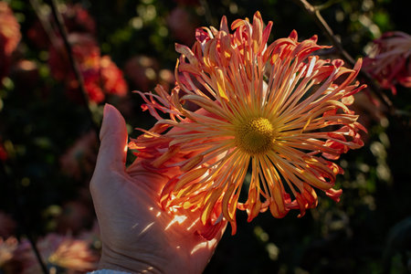 Orange pastel chrysanthemums. Autumn delicate flowers close-up on a flower bed. There are beautiful chrysanthemums blooming in the park. Soft focus, dimmed light. Vintage postcard for Mother's Day.の写真素材