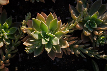 Succulents garden close-up. Green flowers in the warm rays of the sun. Decorative landscaping of parks, squares, gardens, street flower beds. Beautiful stunted plants in the garden. Natural backgroundの写真素材