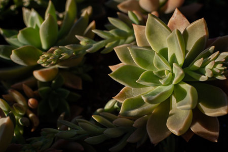 Succulents garden close-up. Green flowers in the warm rays of the sun. Decorative landscaping of parks, squares, gardens, street flower beds. Beautiful stunted plants in the garden. Natural backgroundの写真素材