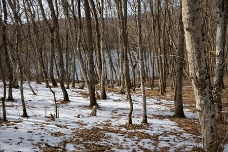 Forest trees snow lake. The silent mysterious beauty of the beech forest dusted with snow. A walk is a weekend trip. Blue lake in the winter forest. Beautiful authentic landscape. The first snow fellの写真素材