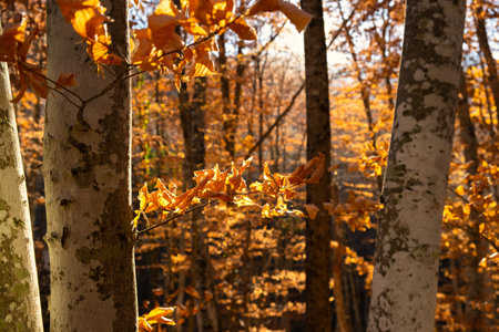 Yellow leaves are the sun. beautiful bright golden atmospheric natural background. The concept of autumn mood, wonderful mood, freedom of flight, lightness. Natural postcard background for design.の写真素材