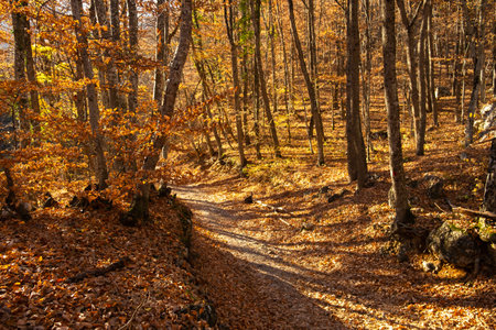 Autumn beech forest. Golden bright mystical mysterious landscape with fabulous trees. A journey through the forest. The concept of the beauty of nature, careful attitude. Natural background for designの写真素材