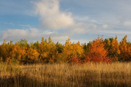 Autumn mixed bright forest. Red yellow-orange natural background. Autumn landscape in October. Golden deciduous trees and green Christmas trees. The concept of warm autumn, the beauty of the forestの写真素材
