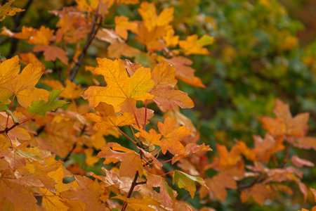 Autumn red brown leaves in soft focus on a blurry background. A full frame of colorful red-orange...