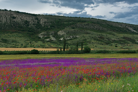 Summer landscape flowers field mountains. Blooming green valley. Beautiful summer view with wild wildflowers. Delphiniums poppies bloomed in June. Natural background for website design. Summer timeの写真素材