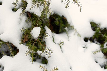 Snow-covered branches of spruce background. Green needles in ice snowflakes close-up. Background for winter website design, wallpapers. Tree branches after a snowfall. The concept of cold bad weatherの写真素材