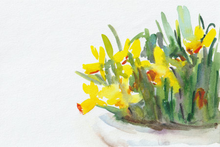 Daffodils watercolor white background. An illustration of daffodils growing in a flower bed. Quick sketch, watercolor on wet. Space for text. Layout for the design of notebooks, websites, printingの写真素材