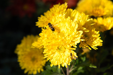 Background of yellow chrysanthemum petals. Bee close-up on a chrysanthemum flower in the garden. Beautiful bright chrysanthemums in selective focus. Macrophotography. Autumn soft background.の写真素材
