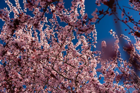 Beautiful spring pink cherry plum blossom background. Abstract pastel delicate banner. A dreamy romantic image of spring. Light blue and light pink shades. Atmospheric natural background. Spring timeの写真素材