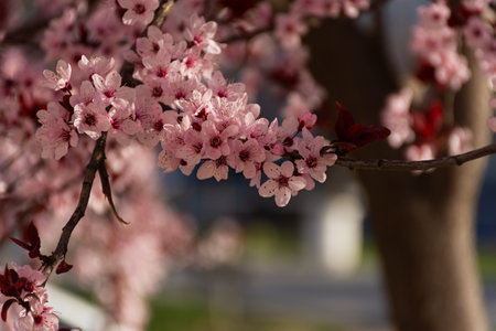 Beautiful spring pink cherry plum blossom background. Abstract pastel delicate banner. A dreamy romantic image of spring. Light blue and light pink shades. Atmospheric natural background. Copy spaceの写真素材