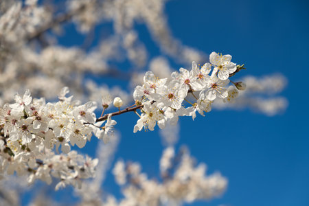 Blooming cherry plum tree in the spring garden. Blue sky and white flowers. Spring atmospheric background in sunlight. The concept of awakening nature, tenderness, romance. Bottom view. Spring designの写真素材