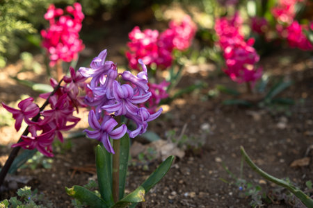 The hyacinth in the garden blooms in spring. Beautiful flowers in close-up in bright sunlight. Spring natural background for the design. The concept of planting, decorating the garden. Postcard springの写真素材