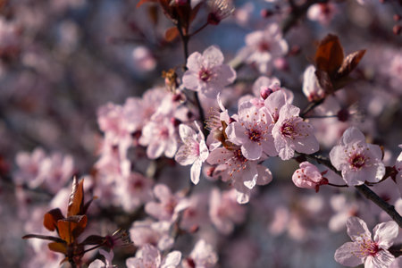 Beautiful spring pink cherry plum blossom background. Abstract pastel delicate banner. A dreamy...