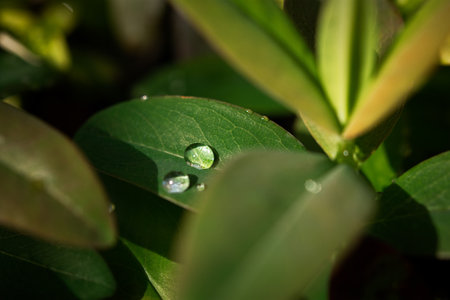 Macro raindrops background. Beautiful natural mesmerizing background. Raindrops on the green leaves of flowers in close-up. The concept of coolness summer morning relaxation privacy.の写真素材