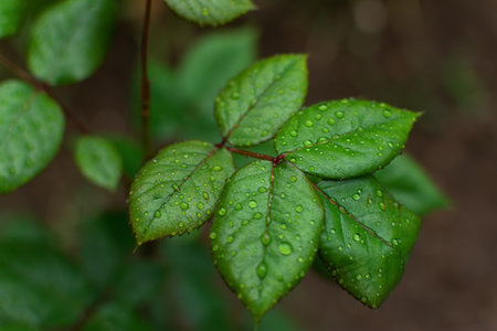 Macro raindrops background. Beautiful natural mesmerizing background. Raindrops on the green leaves of flowers in close-up.の写真素材