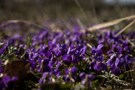 The fragrant violet Viola odorata blooms in the forest. The first spring flowers are waking up. Beautiful purple glades in the rays of the sun. Wild medicinal plants. Blurred background, soft focusの写真素材