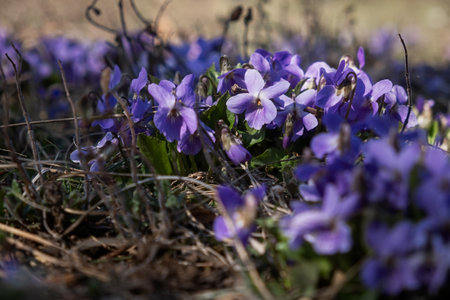 The fragrant violet Viola odorata blooms in the forest. The first spring flowers are waking up. Beautiful purple glades in the rays of the sun. Wild medicinal plants. Blurred background, soft focusの写真素材