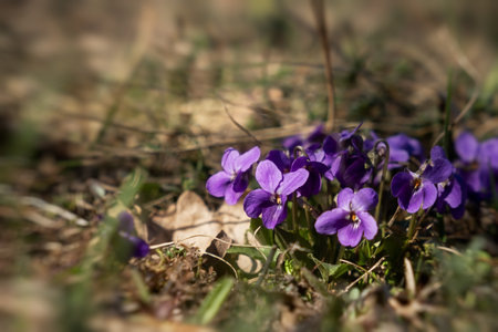 The fragrant violet Viola odorata blooms in the forest. The first spring flowers are waking up. Beautiful purple glades in the rays of the sun. Wild medicinal plants. Blurred background, soft focusの写真素材