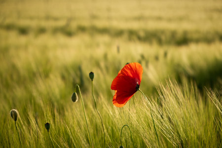 Poppies field sunset. Bright scarlet flowers in the orange sunset light. Warm atmospheric summer landscape. Natural background for design, wallpaper, paintings. Wild wildflowers in the setting sunの写真素材