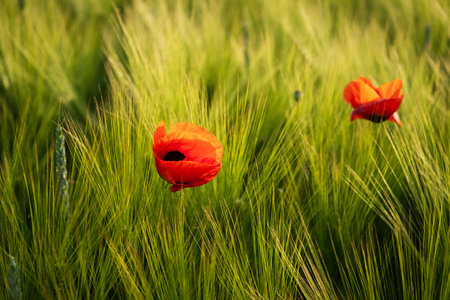 Poppies field sunset. Bright scarlet flowers in the orange sunset light. Warm atmospheric summer landscape. Natural background for design, wallpaper, paintings. Wild wildflowers in the setting sunの写真素材