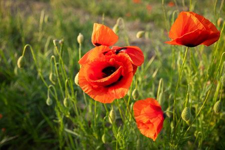 Poppies field sunset. Bright scarlet flowers in the orange sunset light. Warm atmospheric summer landscape. Natural background for design, wallpaper, paintings. Wild wildflowers in the setting sunの写真素材