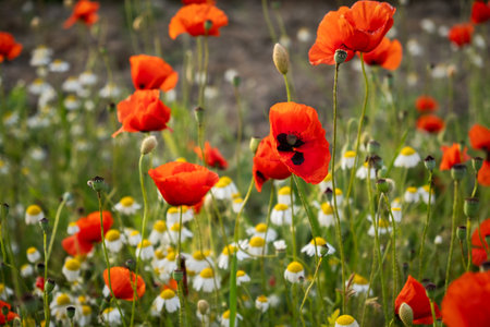 A poppy field at sunset. Bright scarlet poppies and white daisy flowers in close-up. Warm atmospheric summer background. soft focus, blurry movement. The concept of summer, warm evenings. Postcardの写真素材
