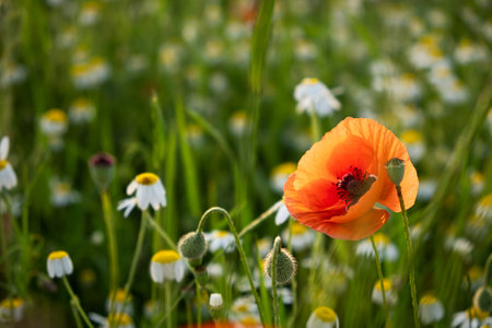 A poppy field at sunset. Bright scarlet poppies and white daisy flowers in close-up. Warm atmospheric summer background. soft focus, blurry movement. The concept of summer, warm evenings. Postcardの写真素材