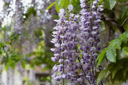 Purple wisteria blooms in the spring garden in close-up. Delicate purple flowers in raindrops. Beautiful atmospheric spring background. Blurred movements, selective focus. Femininity, fragilityの写真素材
