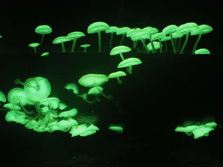 Glowing mushrooms, fluorescent, during night trek in jungle in Brunei, Borneoの写真素材