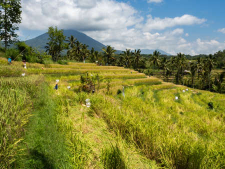 Jatiluwih Rice Terrace, Local people working, Bali, IndonesiaSouth East Asiaの写真素材