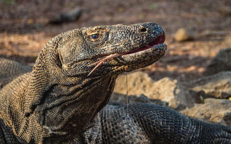 Komodo dragon with open mouth and tongue out, saliva is getting out of his muzzle, dangerous monitor lizard with his big snout, Komodo island, Komodo National Park, Labuan Bajo, Flores, Indonesiaの写真素材