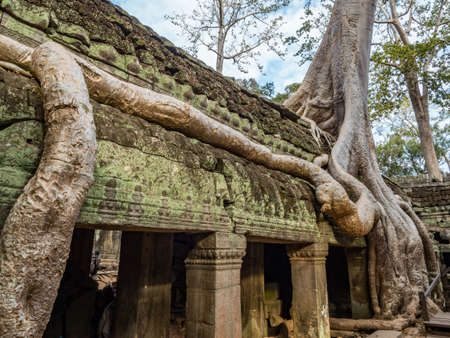 Old tree growing on a templeの写真素材