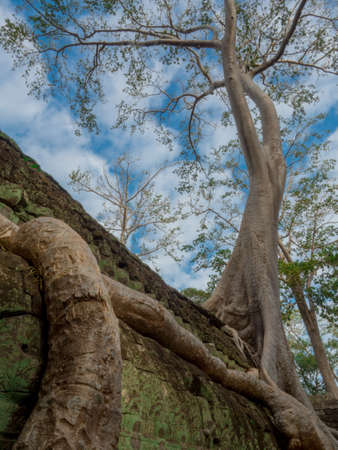 Old tree growing on a templeの写真素材