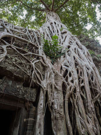 Old tree growing on a templeの写真素材
