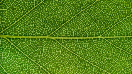 Green leaf for background, close-up of leaves, macro photography, texture, background, birch-tree leafの写真素材